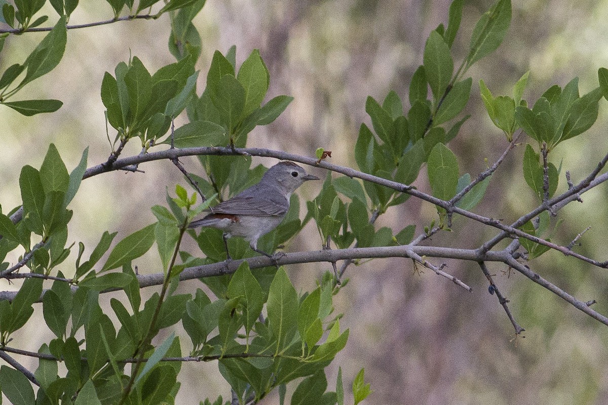 Lucy's Warbler - ML62354331