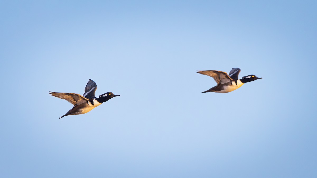 Hooded Merganser - ML623543328