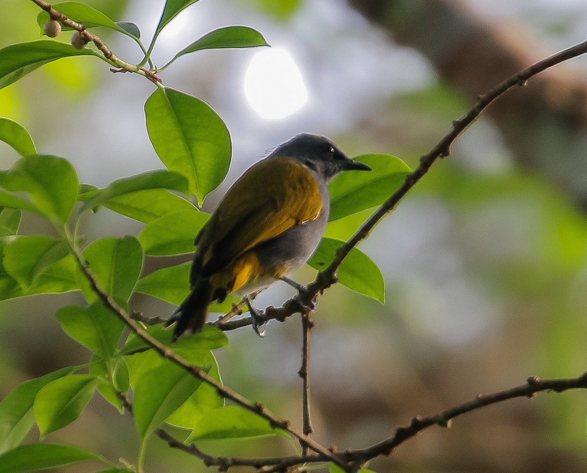 Gray-bellied Bulbul - ML623543337