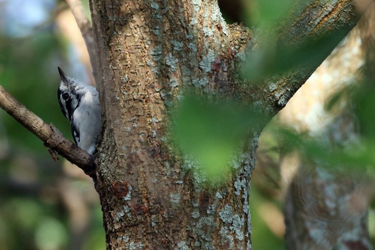 Downy Woodpecker - ML623543377