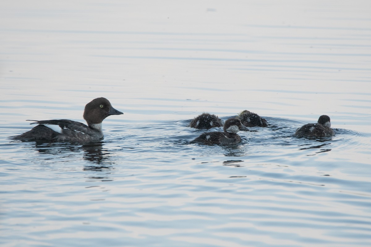 Common Goldeneye - Matthew Garvin