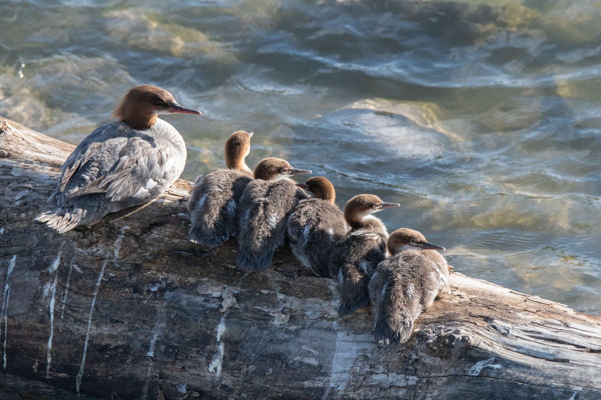 Gänsesäger - ML623543460