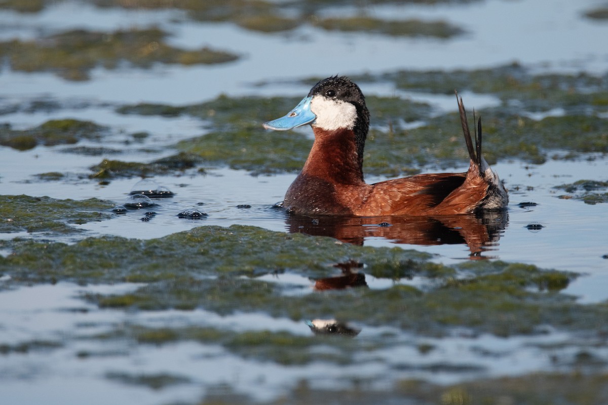 Ruddy Duck - ML623543462