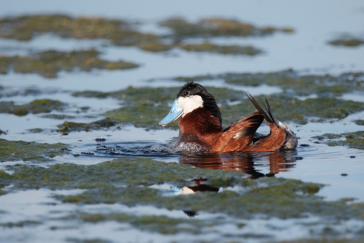 Schwarzkopf-Ruderente - ML623543463