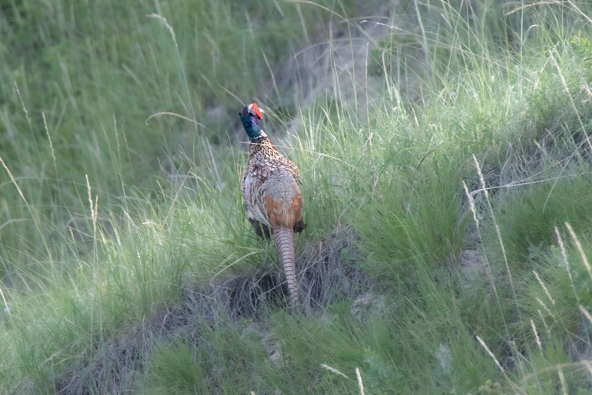 Jagdfasan - ML623543470