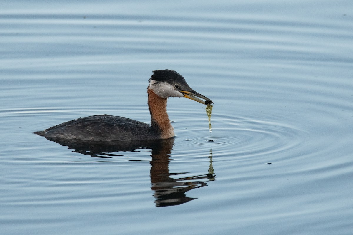 Rothalstaucher - ML623543479