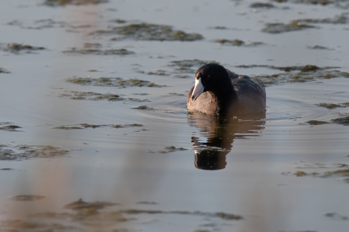 American Coot - ML623543485