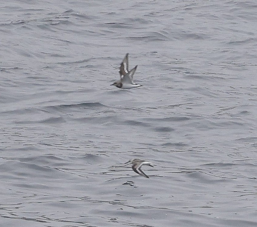 Ruddy Turnstone - ML623543487