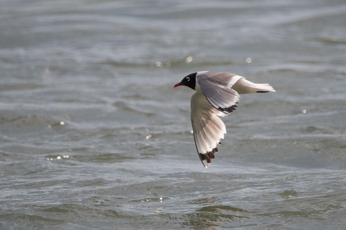 Präriemöwe - ML623543493