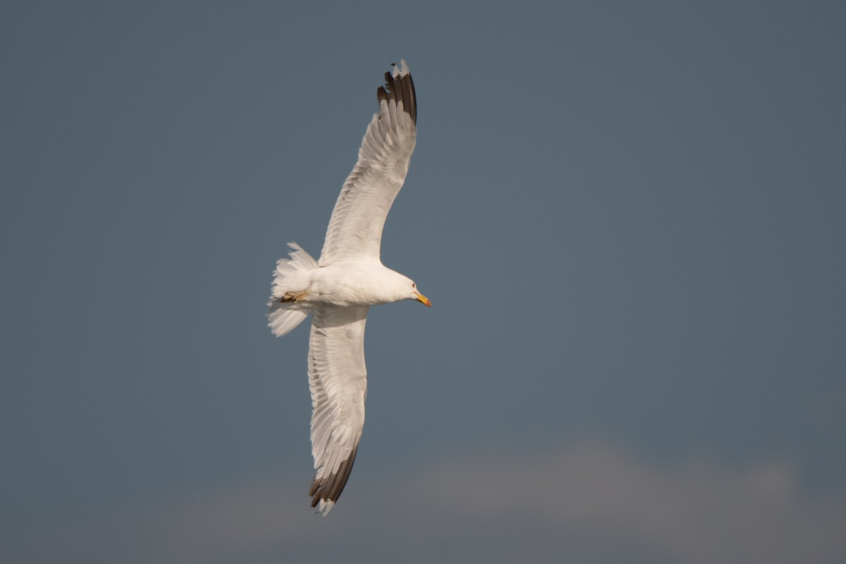 Kalifornienmöwe - ML623543495