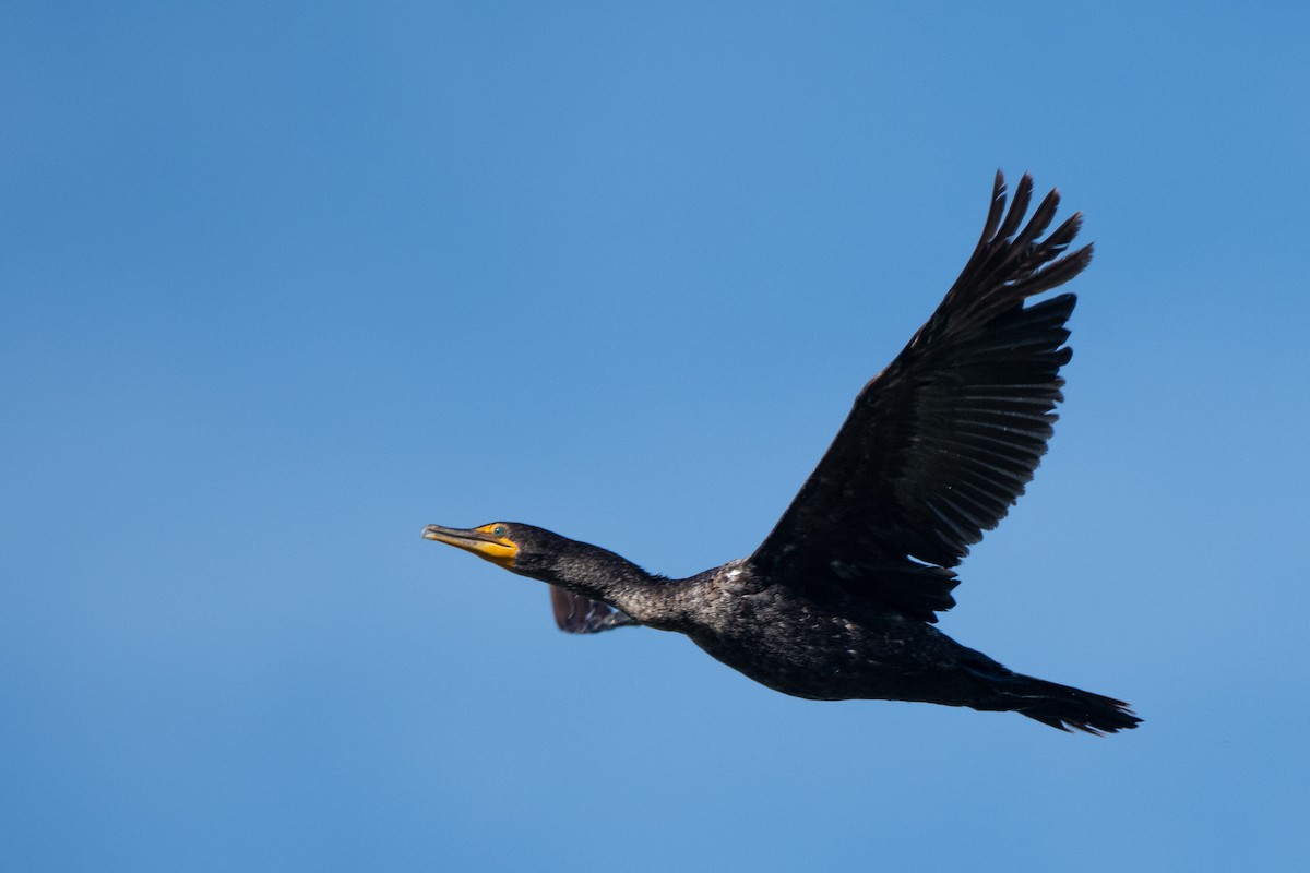 Ohrenscharbe - ML623543503