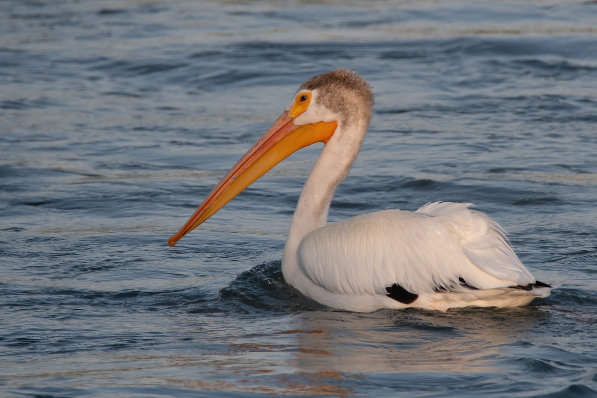 Nashornpelikan - ML623543513