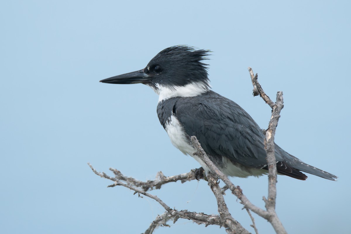 Gürtelfischer - ML623543521