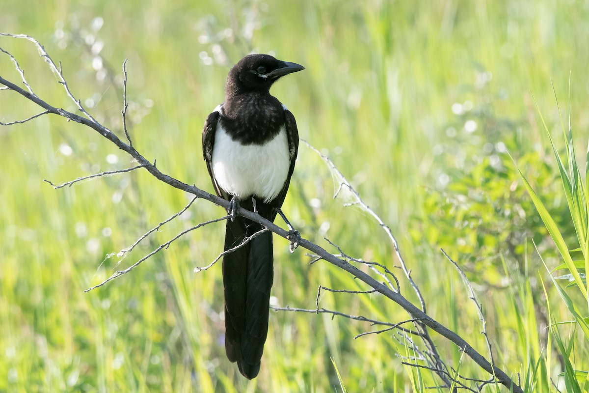 Black-billed Magpie - Matthew Garvin