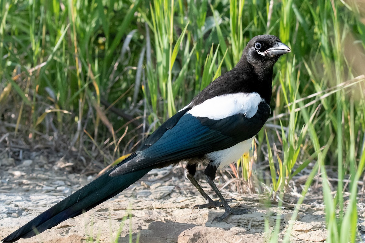 Black-billed Magpie - ML623543534