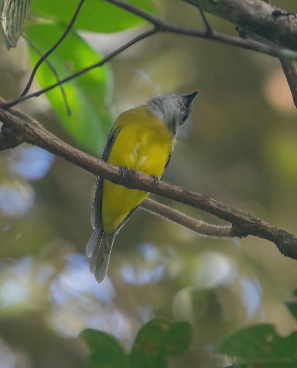 Yellow-bellied Whistler - ML623543544