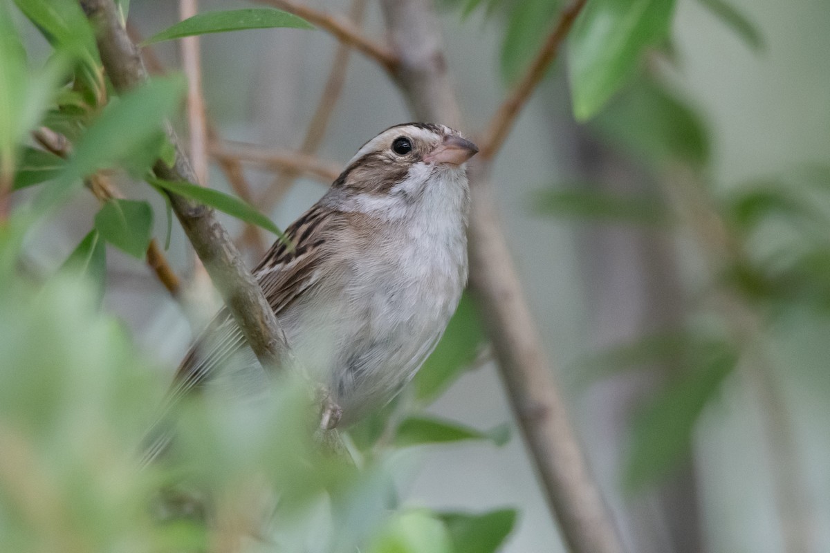 Fahlammer - ML623543556