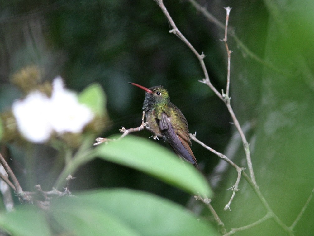 Buff-bellied Hummingbird - ML623543564