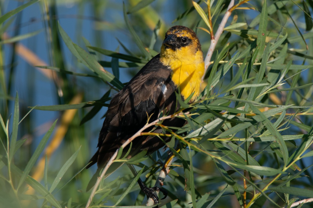 Brillenstärling - ML623543566