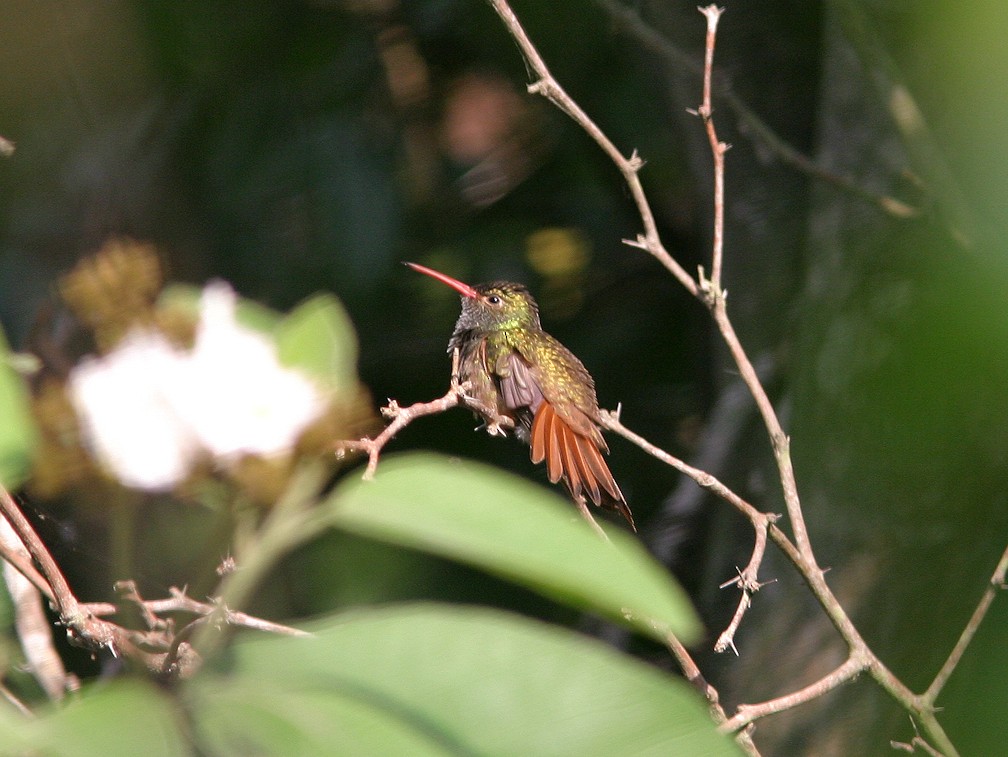 Buff-bellied Hummingbird - ML623543568