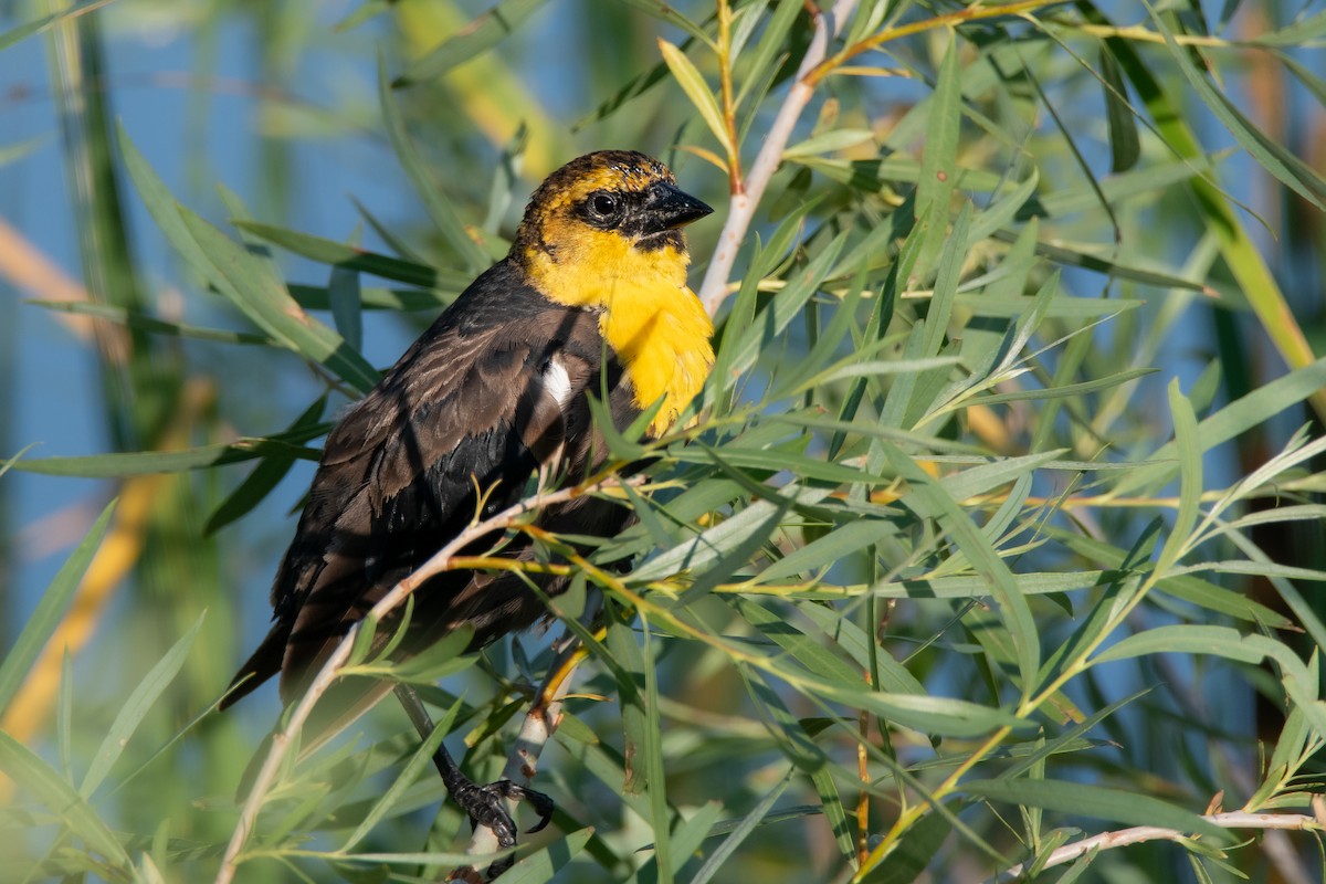 Brillenstärling - ML623543571