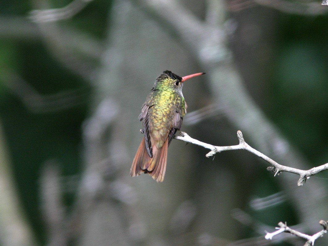 Buff-bellied Hummingbird - ML623543572