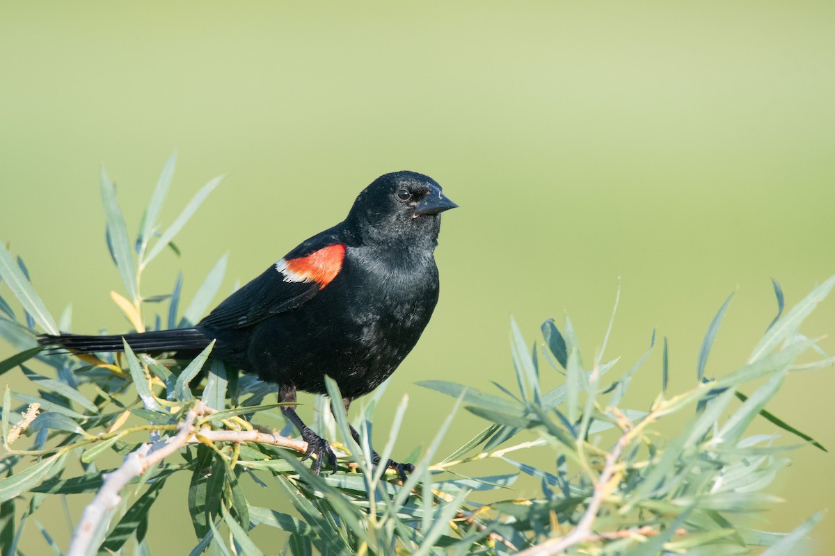 Rotflügelstärling - ML623543576