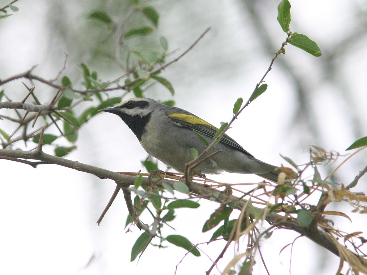 Golden-winged Warbler - ML623543586