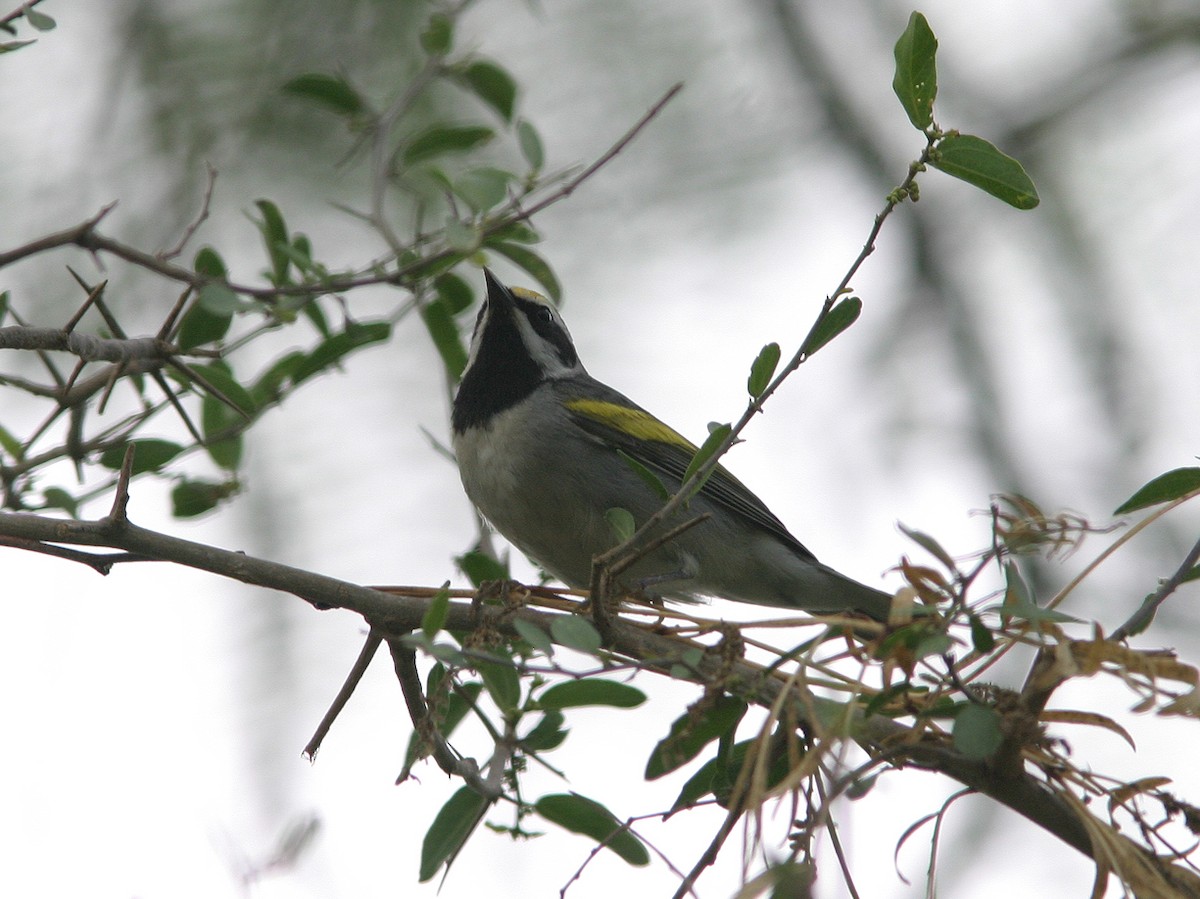 Golden-winged Warbler - ML623543588