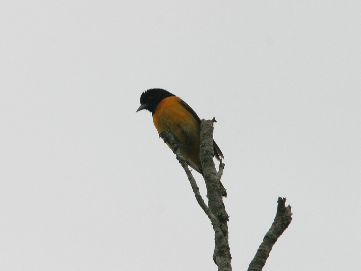 Baltimore Oriole - ML623543599