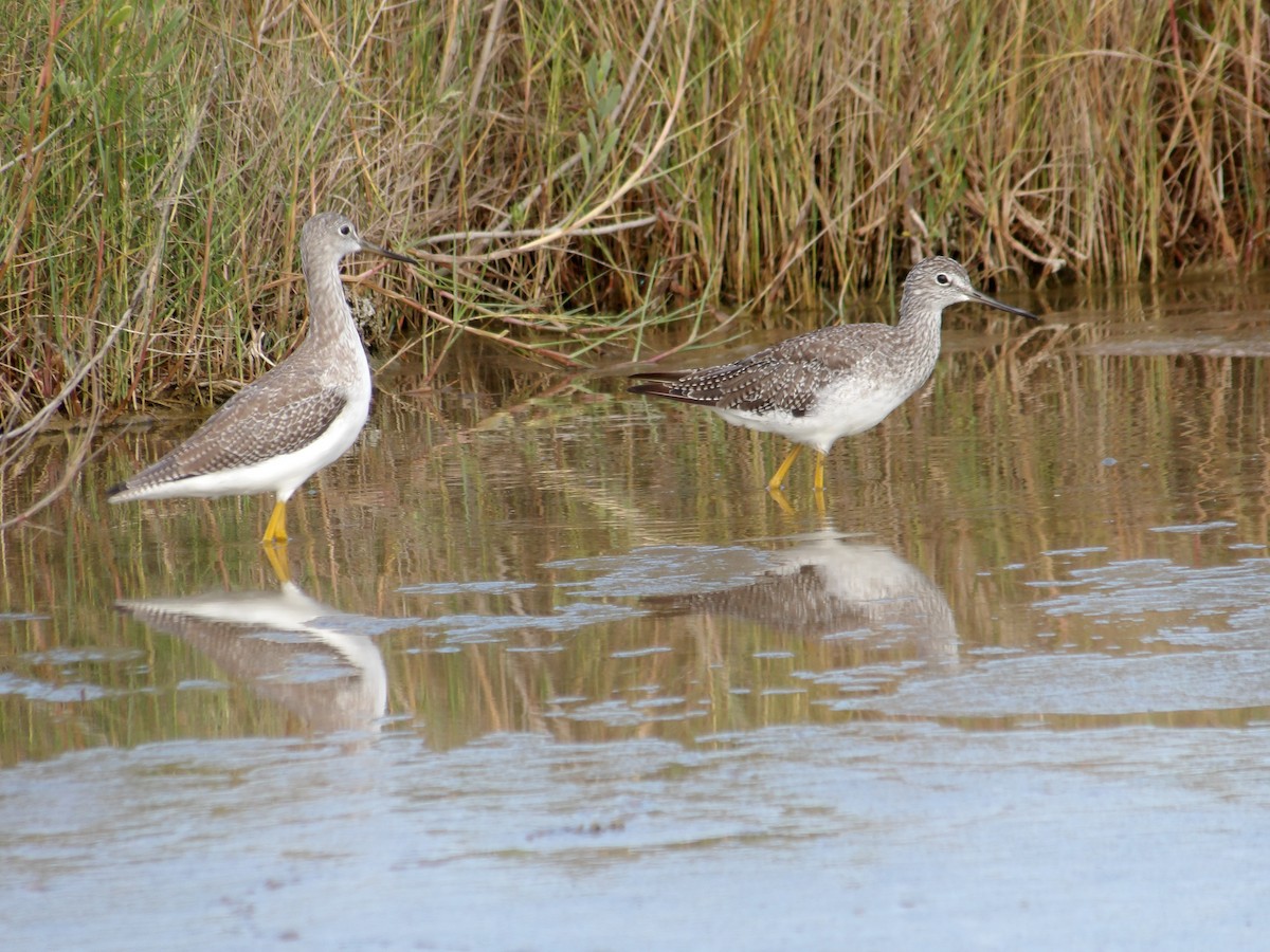 Lesser Yellowlegs - ML623543601