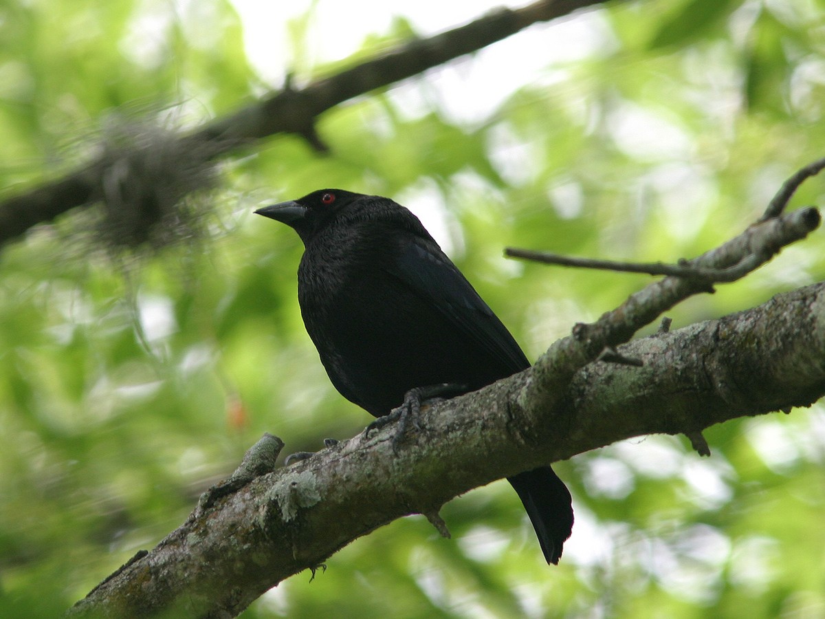 Bronzed Cowbird - ML623543620