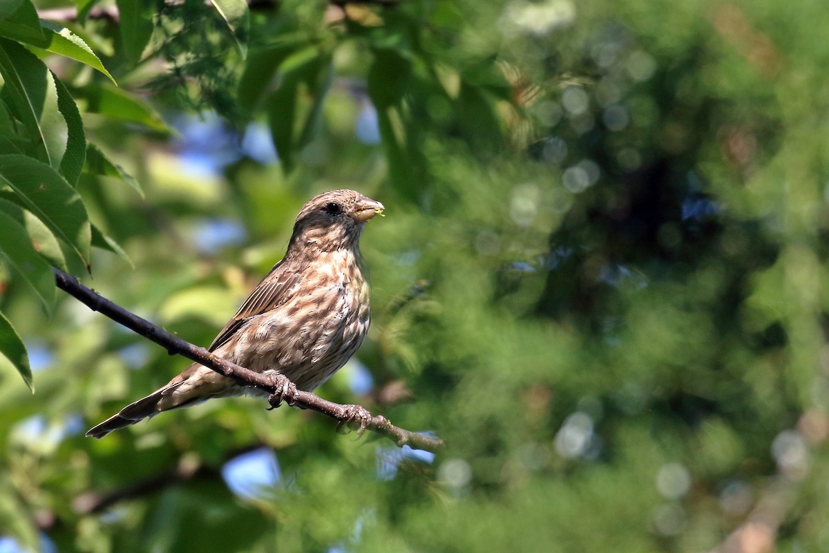 House Finch - ML623543636