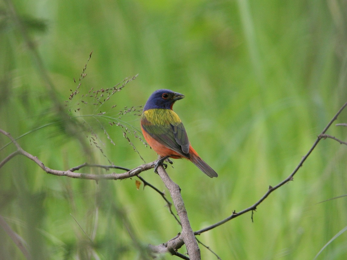 Painted Bunting - ML623543646