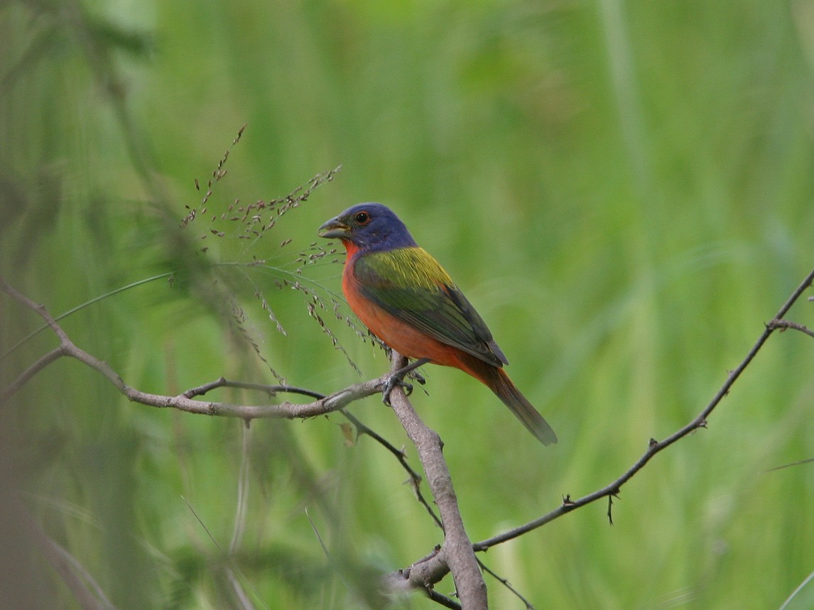 Painted Bunting - ML623543650