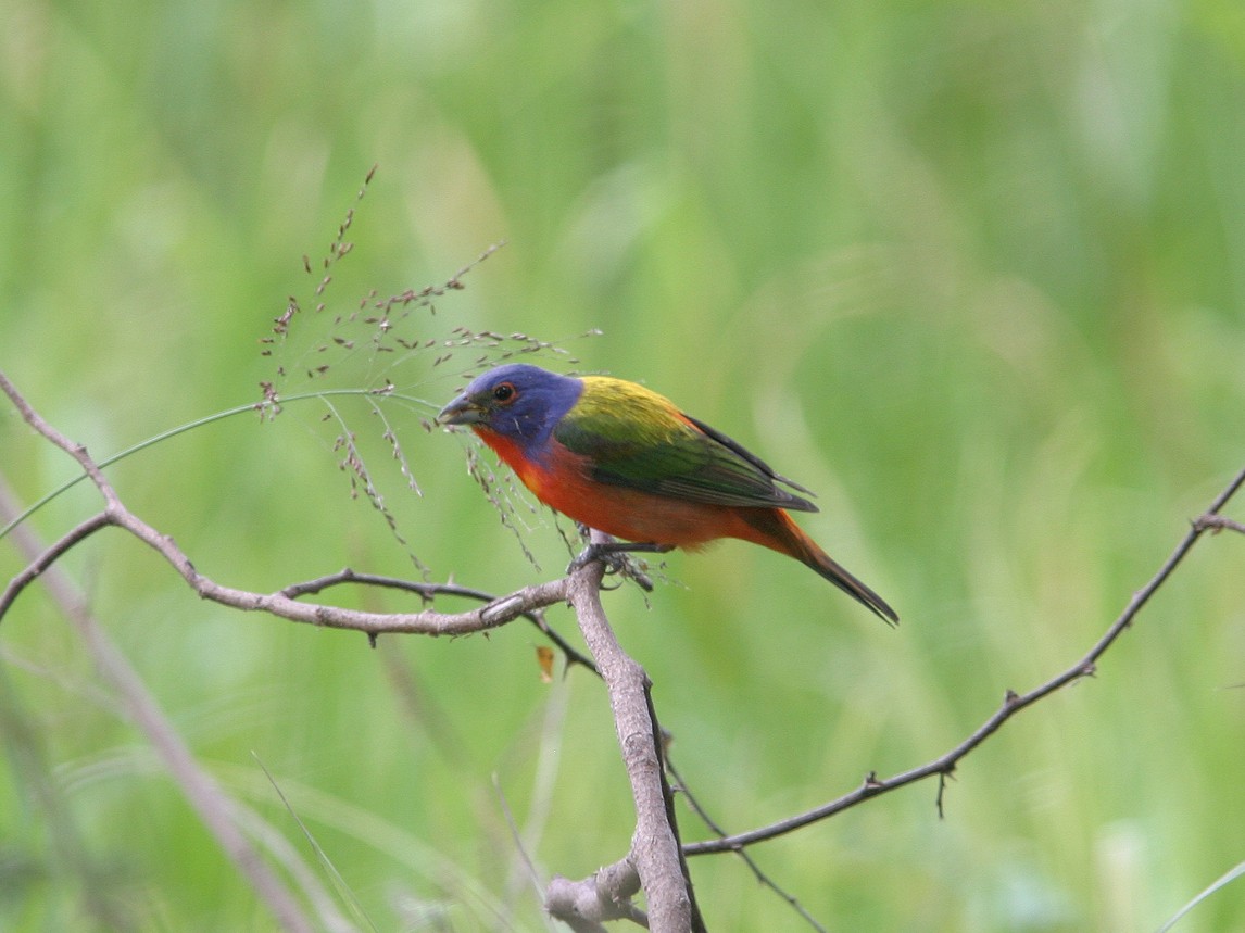 Painted Bunting - ML623543652