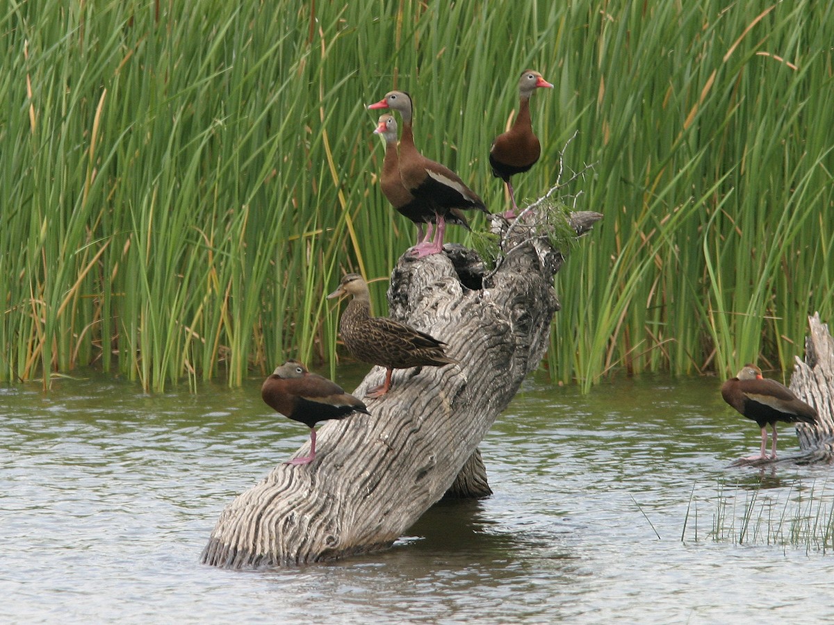 Mottled Duck - ML623543660