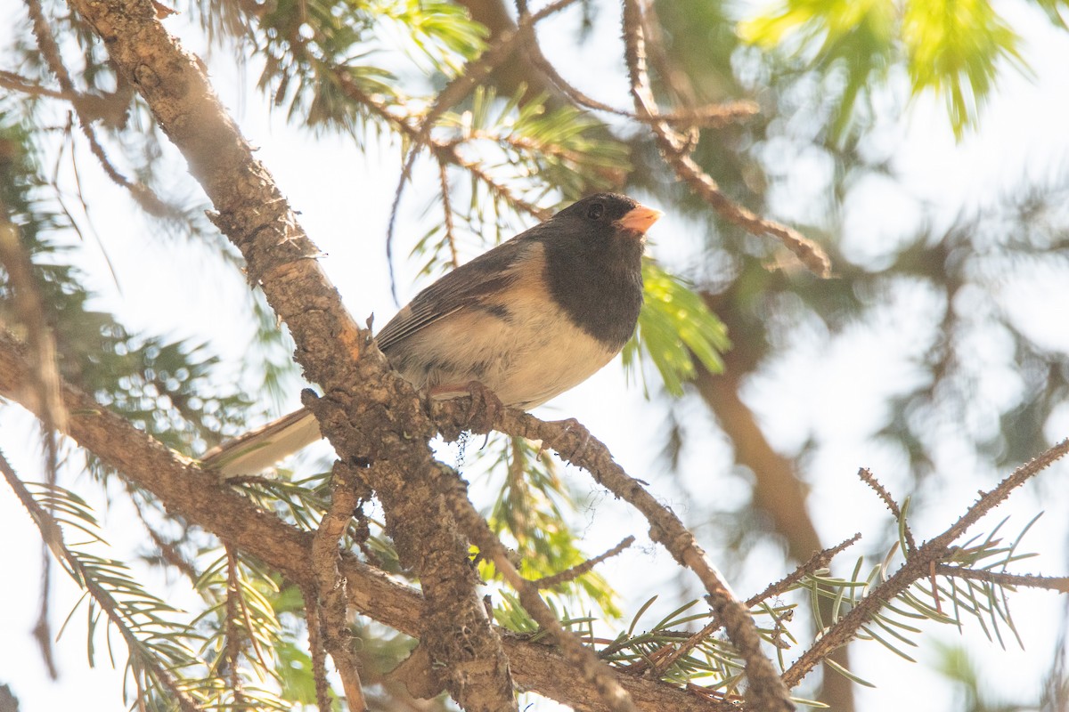 Winterammer [oreganus-Gruppe] - ML623543663