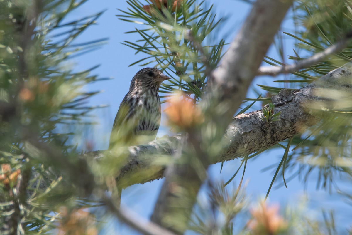 Fichtenzeisig - ML623543666