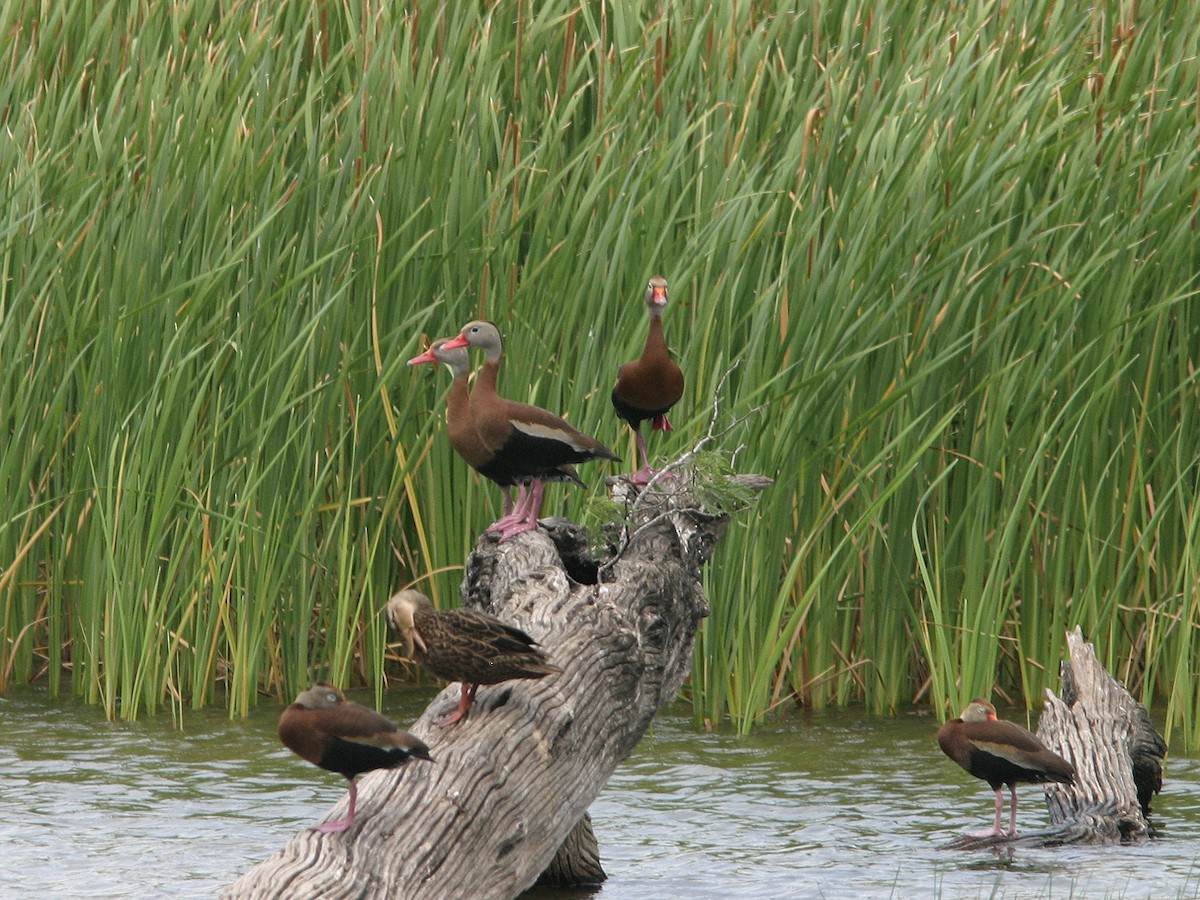 Black-bellied Whistling-Duck - ML623543667