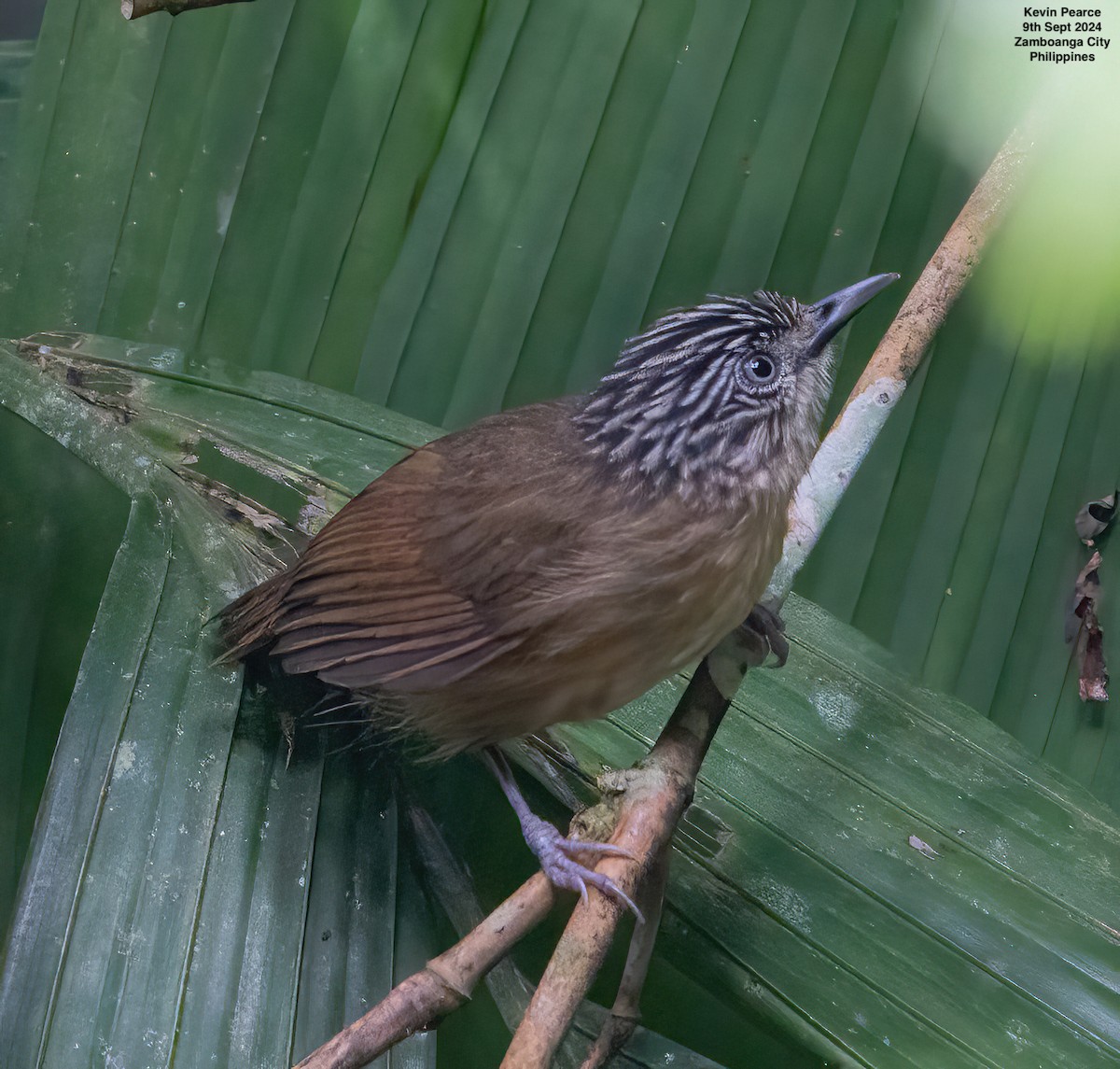 Brown Tit-Babbler - ML623543669