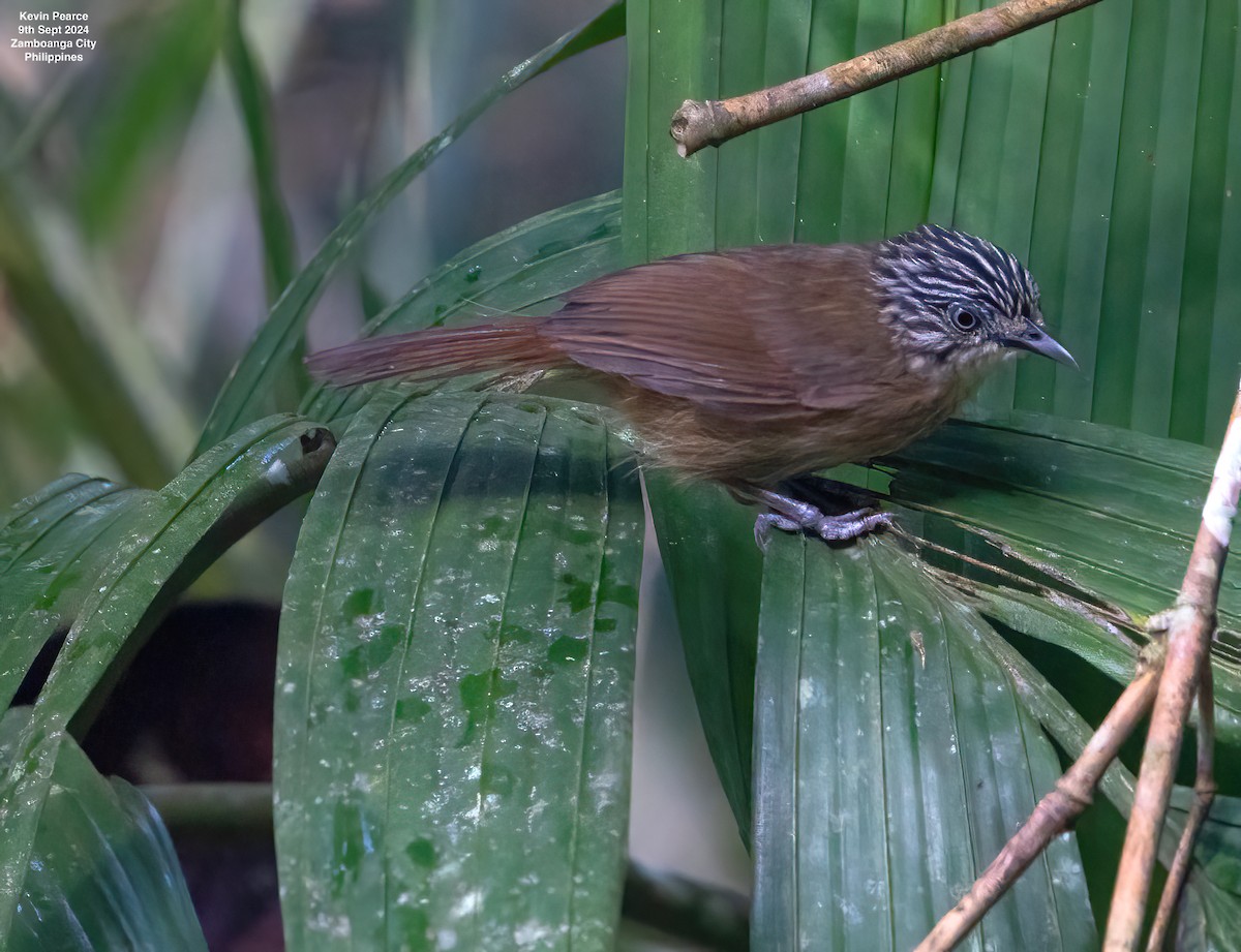 Brown Tit-Babbler - ML623543670