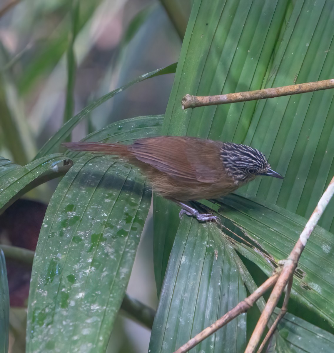 Brown Tit-Babbler - ML623543672