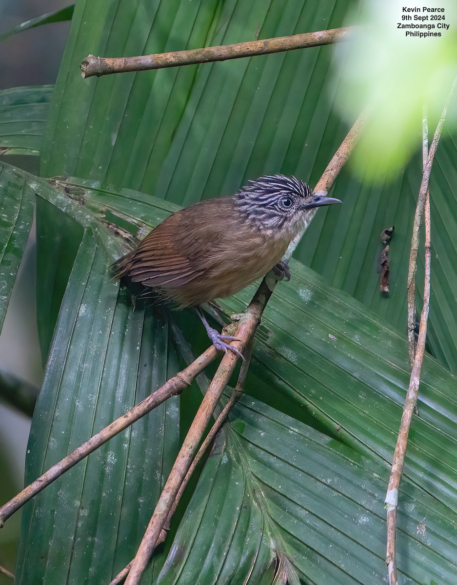 Brown Tit-Babbler - ML623543674