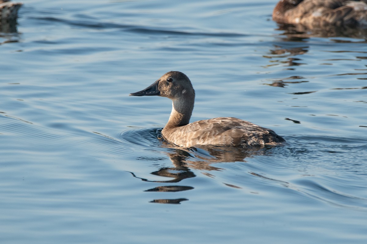 Riesentafelente - ML623543695