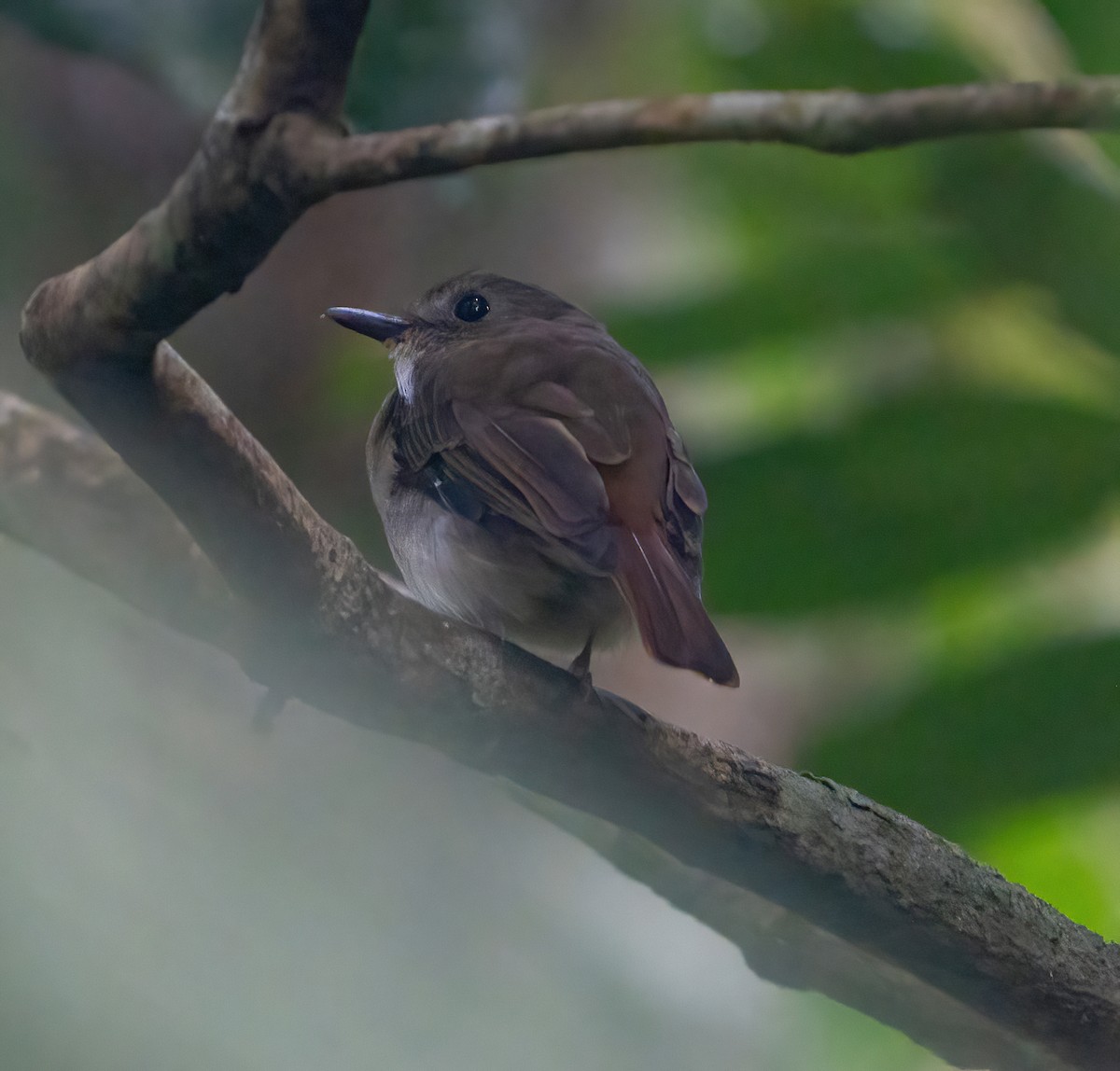 Chestnut-tailed Jungle Flycatcher - Kevin Pearce