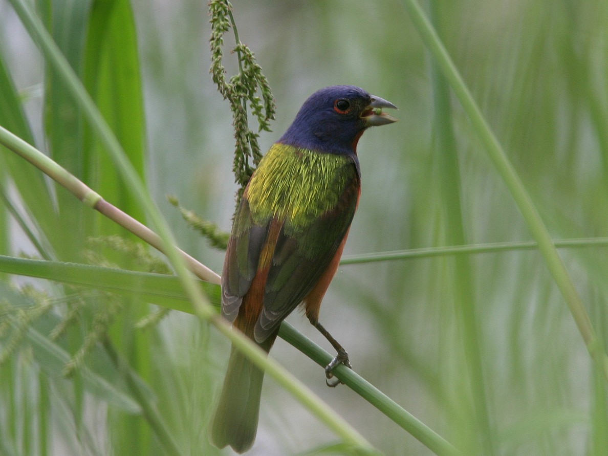 Painted Bunting - ML623543737