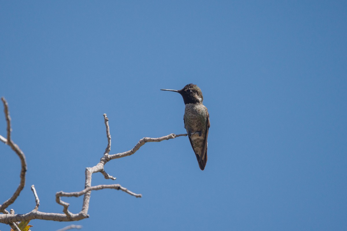 Anna's Hummingbird - ML623543743