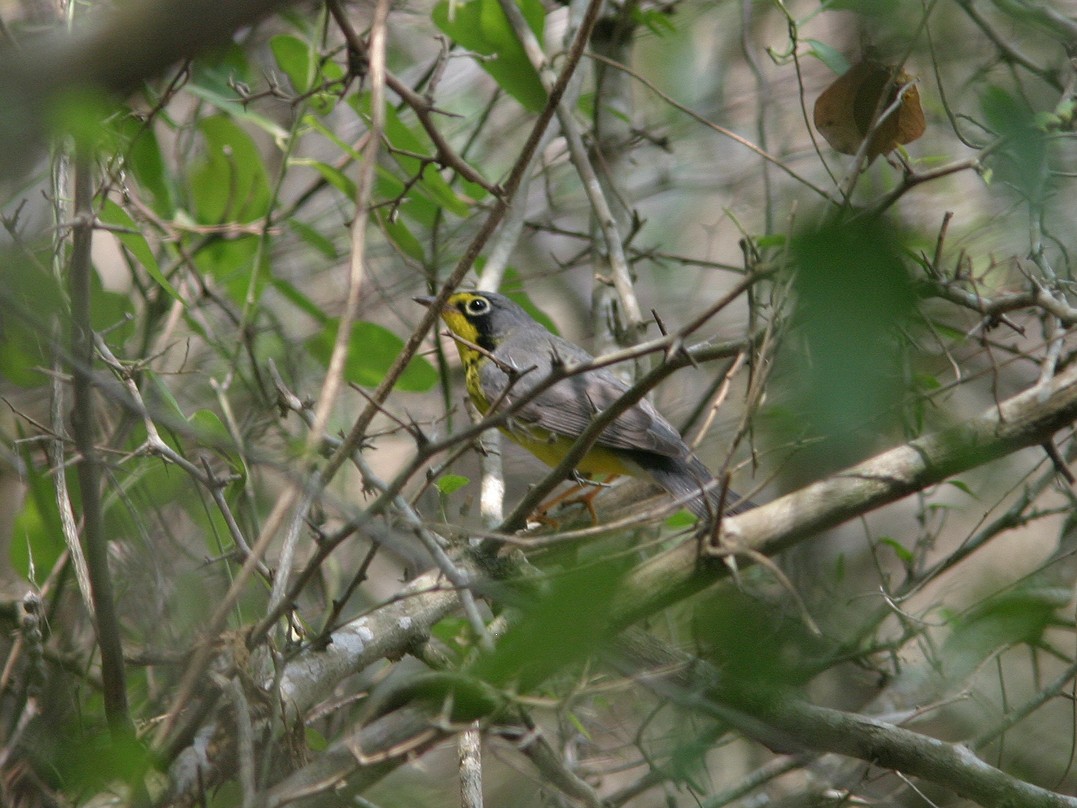 Canada Warbler - ML623543750