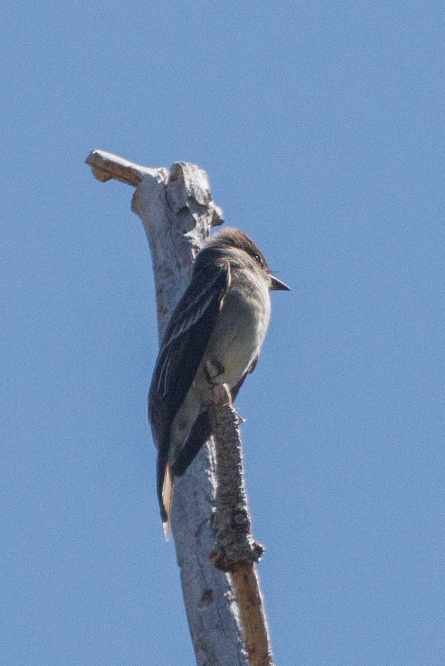 Western Wood-Pewee - Kenny Younger